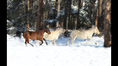 Horses run on the snow