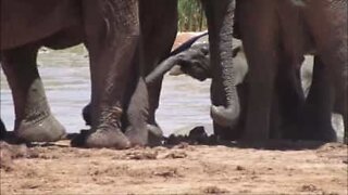Elefanter redder en elefantunge fra at drukne