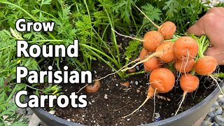 How to Grow Parisian Carrots in Containers 🥕- from Seed to Harvest