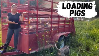 How To Load Pigs On A Trailer With No Stress