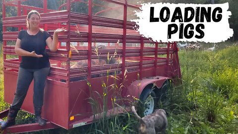 How To Load Pigs On A Trailer With No Stress