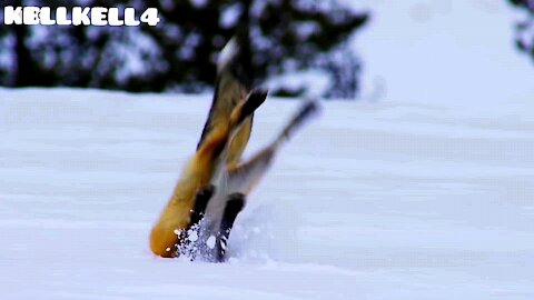 Fox makes a plunge in the snow to capture its meal