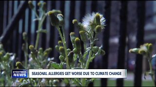 Experts: higher levels of carbon dioxide cause seasonal allergies to become worse