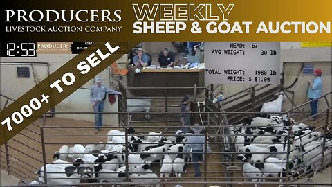 3/28/2023 - Producers Livestock Auction Company Sheep & Goat Auction