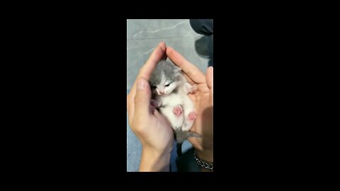 New born cat 😍😘🥰 so cute ❤| must watch this❤