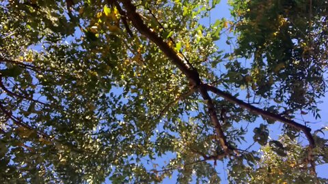 Short nap under a tree