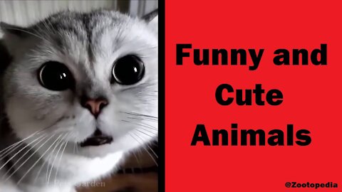 Funny and Cute Animal Videos - Zootopedia