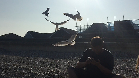 Kids trick unaware Dad with seagulls by throwing chips behind him