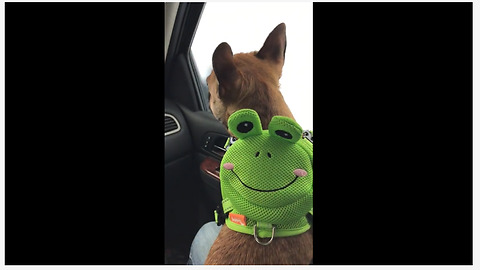 French Bulldog wears frog backpack to the car wash