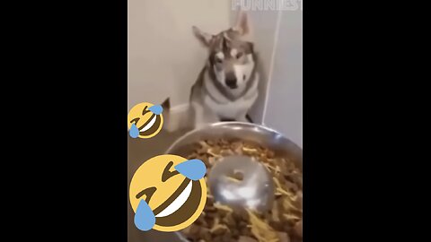 Funny Animals Compilation!!! #7 Dogs loosing their minds