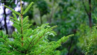 Relaxing 10-Hour Sleep Music: Soothing Rain Sounds & Healing Melodies -Perfect for Bedtime