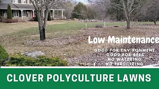 Lets talk grass - Clover polyculture vs monoculture sod grass