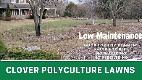 Lets talk grass - Clover polyculture vs monoculture sod grass