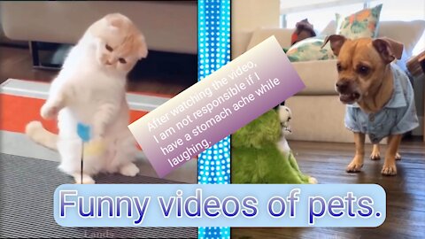 Funny videos of pets.