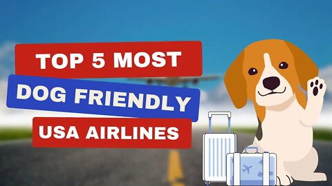 Top 5 Most Dog Friendly Airlines In USA