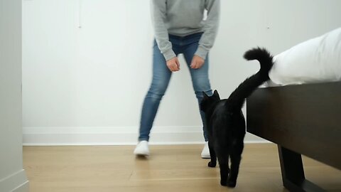 30 Tricks To Teach Your Cat. Cat training!