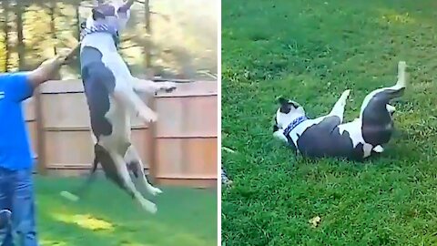 Bulldog decides to jump to get a big stick and ends up falling backwards on the ground