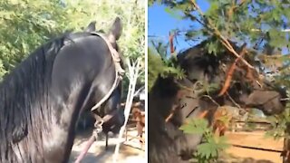 Horse doesn't look where he's going, walks right into a tree
