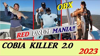 COBIA KILLER - RED DRUM MANIA - OBX!!