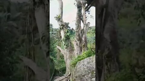 Giant Tree in the Forest #philippines #forest #gianttrees