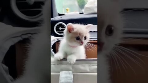 baby cats | cute baby cats.