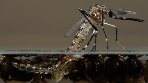 Bill Gate's genetically modified frankenstien mosquito unleashed on Florida