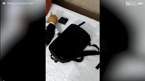Gato preto desaparece em cima de mochila