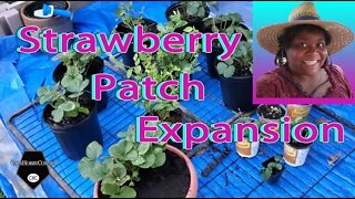 Strawberry Expansion - 5Jul2022