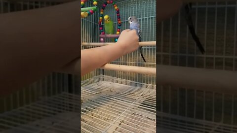 Petting Baby Budgie Parrot 😊#shorts #budgies #parakeets #youtubeshorts #parrots #animallover