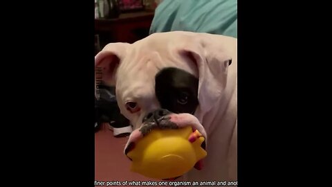 Wholesome Animal Moments #viralclips #funny #caughtoncamera #viralvideos #comedy #opencamera