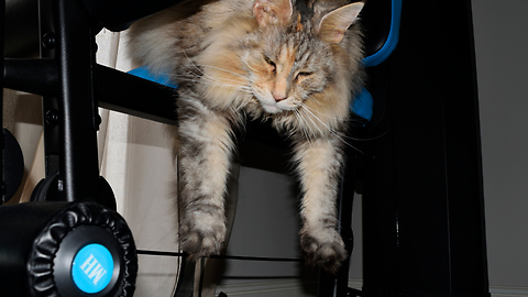 Lazy Cat Relaxes On The Exercise Machine