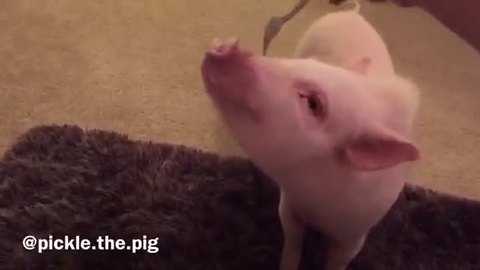 Mini Pig hilariously assumes position for belly scratching