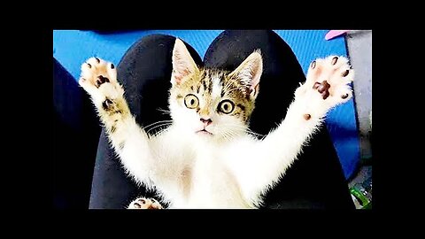 New Funny Videos 2024 😍 Funniest Cats & Dogs Videos🐶😹