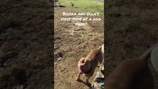 1st time at dog park! #shorts #pitbull #dog #viral #viralshorts