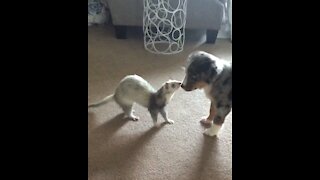 Puppy meets ferret for the very first time