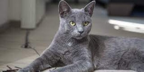 Korat Cats - Fun Facts & Myths