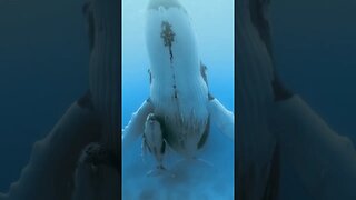 WOW! Amazing Whale 🐋 with Calf #shorts #viral