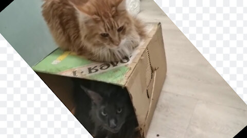 Cats are fighting for an old box