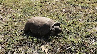 Watch a Gopher Tortoise Eat a Meal