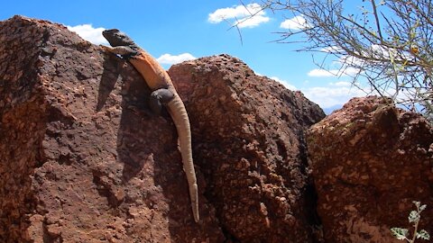 Why Do These Lizards Do Push-Ups?