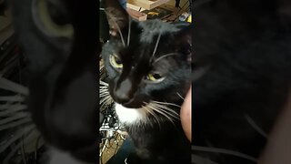 petting my cat #shortsfeed #shortsvideo #youtubeshorts #catvideos #cat #kittycat #kitty