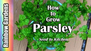 How to Grow Parsley - Seed to Kitchen