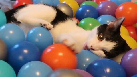 Gatitos jugando en una piscina con bolitas de colores