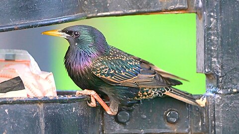 Starling Breakfast Rush, Straight out of the Garbage Bin
