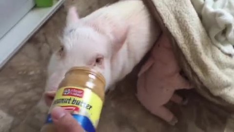 Pickle the mini pig wakes up for peanut butter