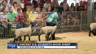 MPS students show sheep at the State Fair