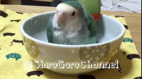 Parrots take bath in adorable little bowl