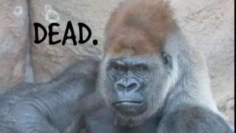 Saint Louis Zoo Kills Gorilla with Covid Vaccine!