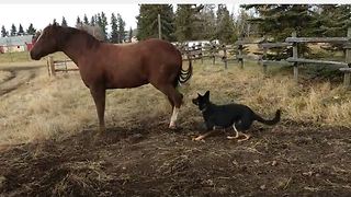 Horse not happy with overly-affection German Shepherd