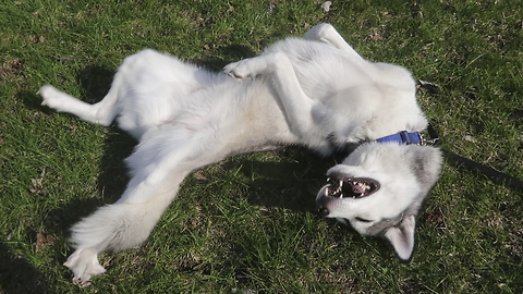 Husky completely obsessed with smell of grass